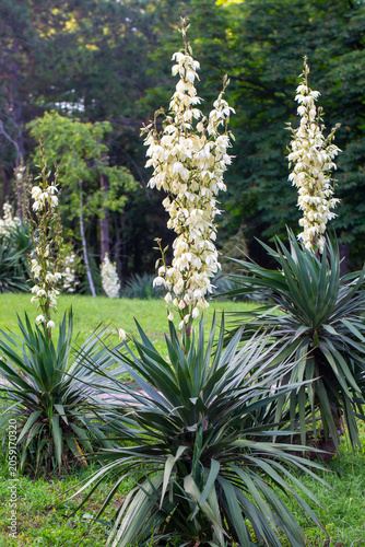 Beautiful White Yucca Plant...