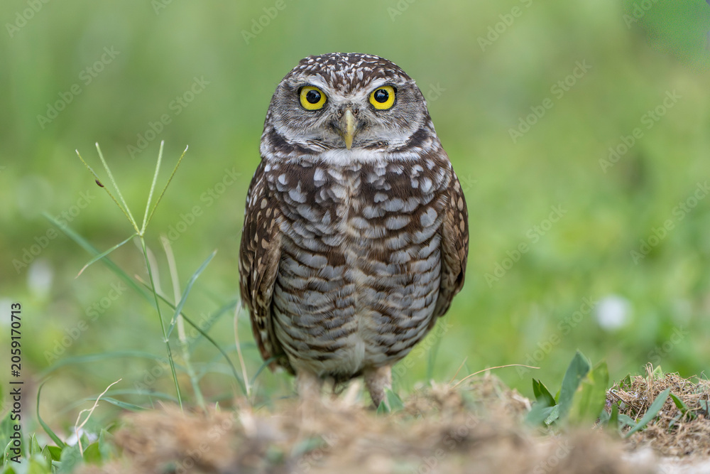 Fototapeta premium burrowing owl