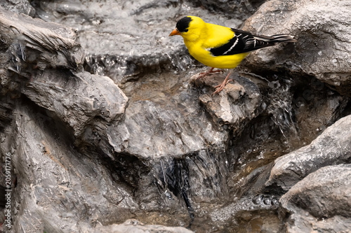 Goldfinch (Spinus tristis) drinking at cascade; Laramie, Wyoming