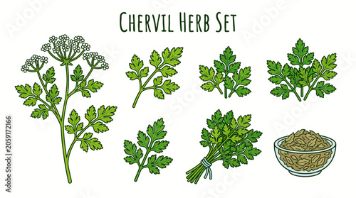 Chervil Herb Set with Flower Branch Bunch and Dried Leaves Cartoon Vector Illustration – Isolated Icons Collection