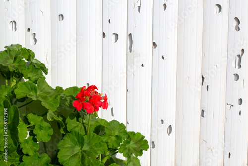 Vibrant Red Geranium Flower...