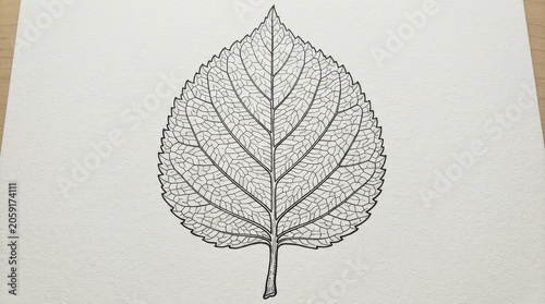 Detailed hand-drawn botanical illustration of a leaf with intricate venation pattern on a white background, perfect for nature designs.