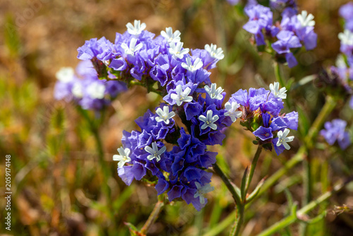 Beautiful Purple Limonium S...