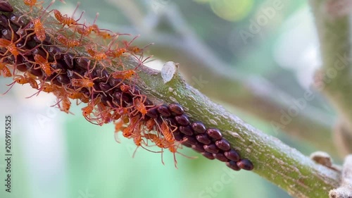 Newly Hatched Squash Bug Nymphs Emerging from an Egg Cluster on a Plant Stem