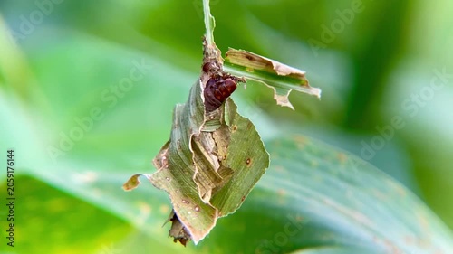 Bagworm Moth Larva Constructing Its Camouflaged Protective Case