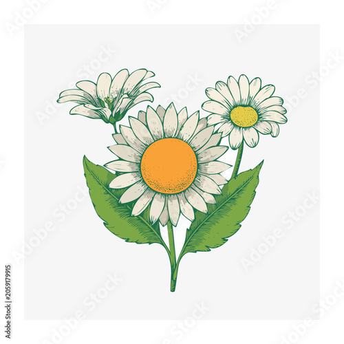 Illustration of White Daisies with Orange Centers
