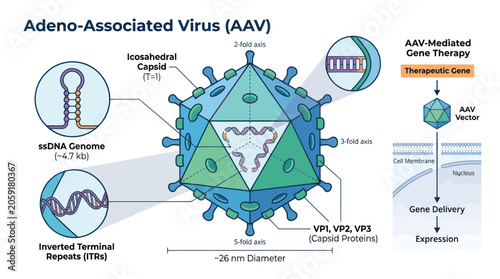 Tableau sur toile Adeno-Associated Virus (AAV) Structure and Gene Therapy Illustration