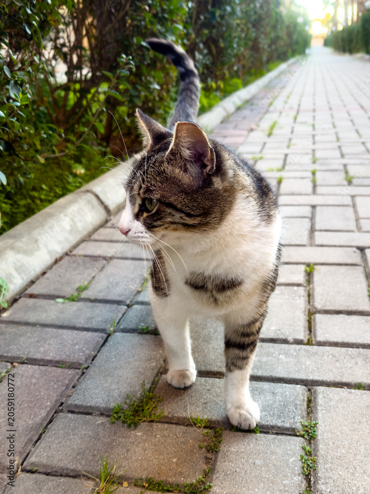 Obraz premium Domestic Tabby Cat Sitting on Paved Walkway in Residential Garden