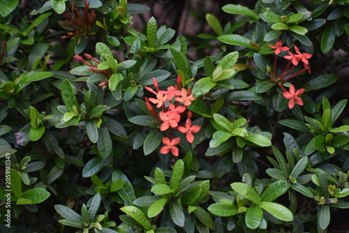 Jungle geranium (Ixora coccinea, Jungle Flame, West Indian Jasmine, Rathmal), Kelaniya, Sri Lanka.