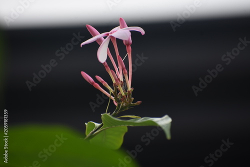 Blooming Pink Kopsia (Kopsia fruticosa) Flowers with Leaves, Kelaniya, Sri Lanka.	
