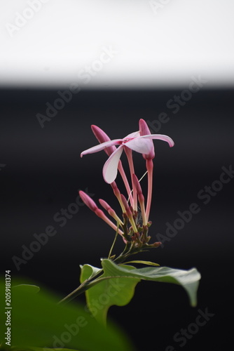 Blooming Pink Kopsia (Kopsia fruticosa) Flowers with Leaves, Kelaniya, Sri Lanka.	