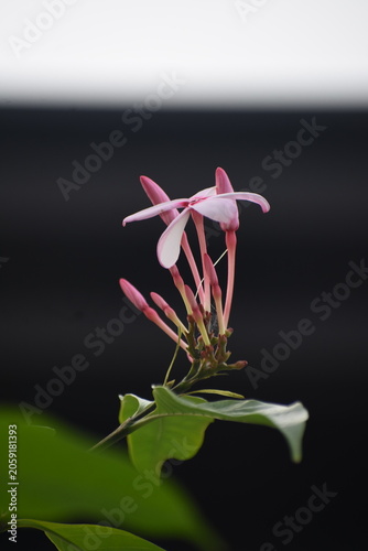 Blooming Pink Kopsia (Kopsia fruticosa) Flowers with Leaves, Kelaniya, Sri Lanka.	