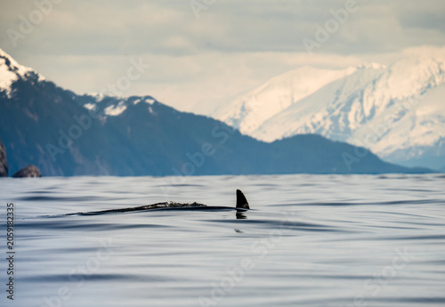 Whale Surfacing Near Snow-Capped Mountains