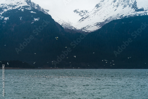 Alaskan Fjord Birds