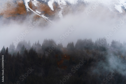 Misty Forest in Alaskan Mountains