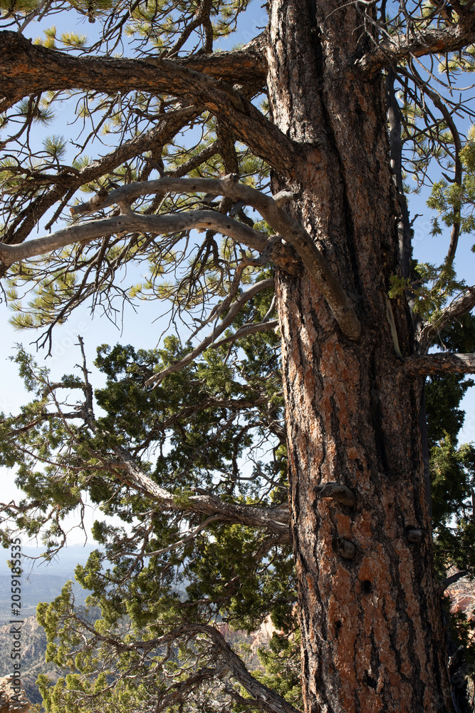 Fototapeta premium Closeup vertical image of a pine tree beside a pinyon pine on the edge of Bryce Canyon NP in southern Utah