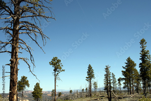 “Survivor trees” that burned and still lived after the July 2020 