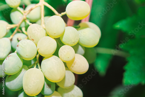 Green white grapes cluster tightly on a vine in warm sunlight. Translucent fruit glows softly against a blurred green leafy background