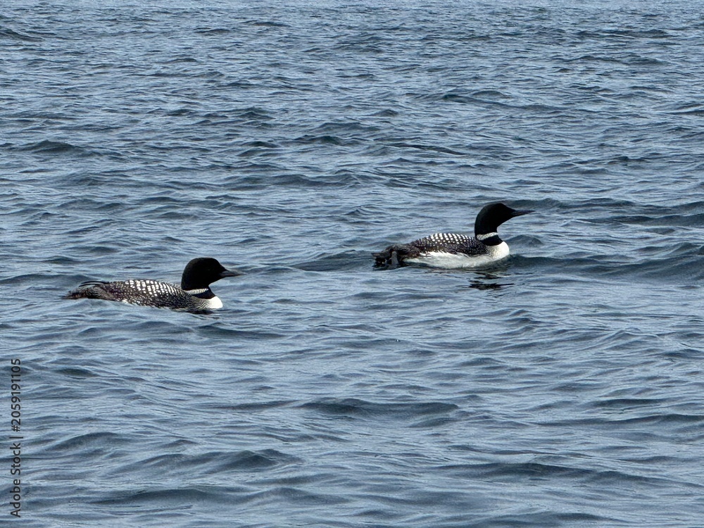 Fototapeta premium Loon on the lake
