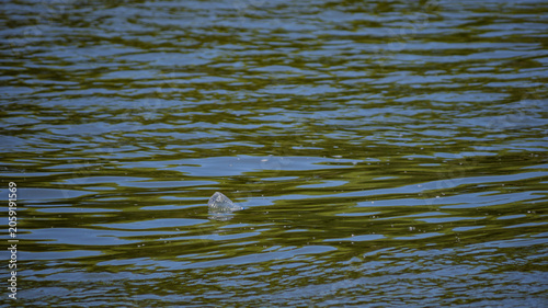 Fotografija A discarded plastic water bottle floating down a river