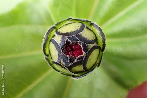 Fényképezés Abstract macro of a red zinnia bud just starting to open with a blurred green ba