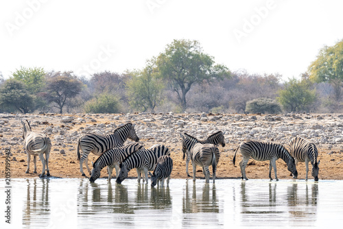 Cuadro en lienzo Zebras at waterhole