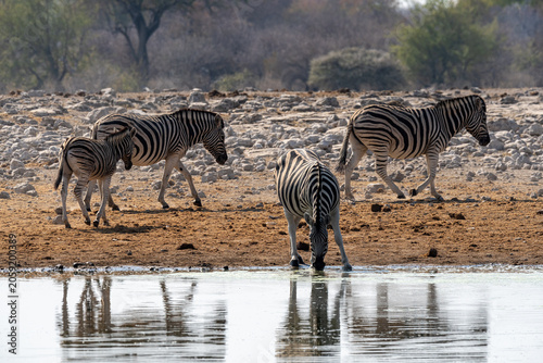 Quadro su tela Zebras at waterhole