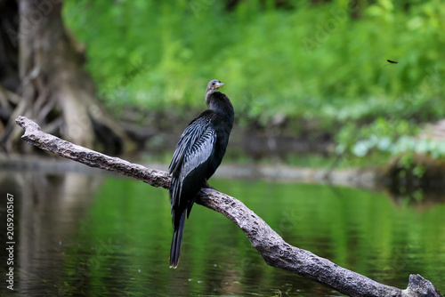 Canvastavla A male anhinga perched on a log along the river and looking at the camera