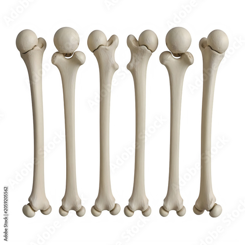 Set of six human femur leg bones in a row isolated on transparent background