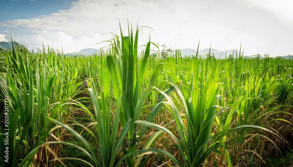 Fototapeta premium Lush Green Field Of Thick Sugar Cane Stalks