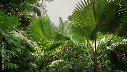 Tropical Jungle Foliage With Lush Green Leaves And Palm Trees In Natural Habitat