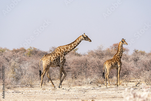 Fotografie Giraffes in Etosha National Park, Namibia