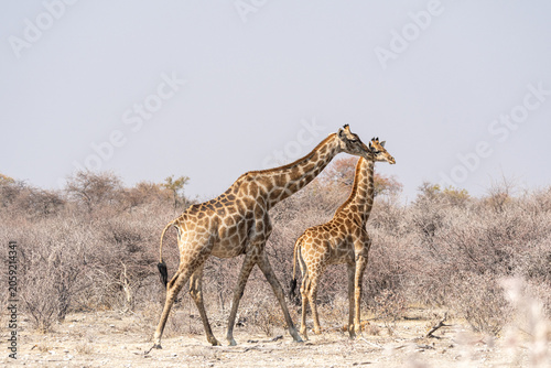Foto Giraffes in Etosha National Park, Namibia