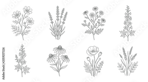 Foto Hand-drawn botanical illustrations of wildflowers and herbs, vintage sketch styl