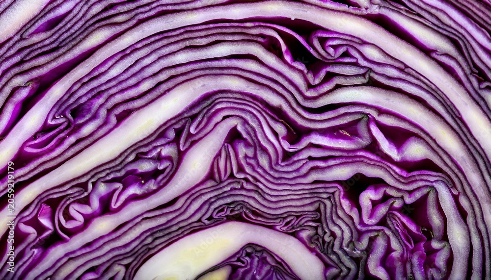 Obraz premium Extreme Close Up Of Red Cabbage Layers Showing Organic Patterns