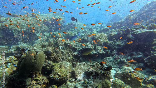 Scuba diving with unicornfish amongst shoals of colourful anthias tropical fish over coral reef in Pulau Weh, Sumatra, Indonesia