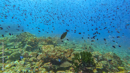 Underwater scene unicornfish with shoals of damsel tropical fish over coral reef in Pulau Weh, Sumatra, Indonesia