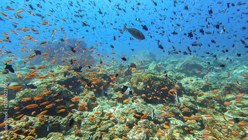 Coral reef environment teeming with marine life and colourful tropical fish in Pulau Weh, Sumatra, Indonesia