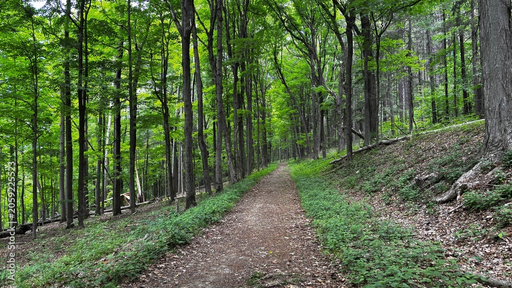 Fototapeta premium path in the forest