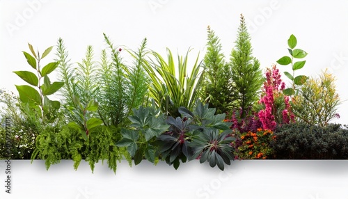 Herbaceous Lush And Colorful Border Of Herbaceous Plants Creating A Vibrant Isolated On Transparent Background