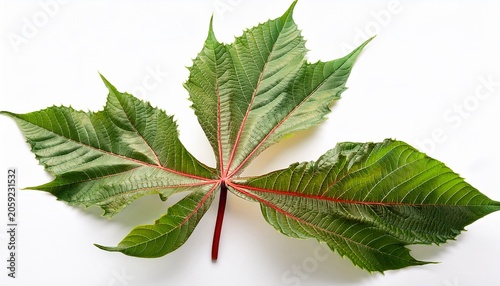 Castor Bean Branch Isolated On White Background