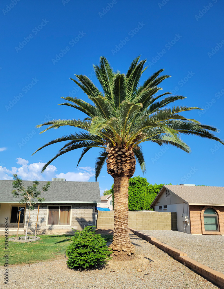 Obraz premium Magnificent Canary Island date palm tree standing tall in a sunny xeriscape under a bright blue sky in Phoenix, Arizona