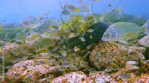 Slow motion video of blue groper, bream and mado feeding on sea urchins across a rocky seabed at Shelly Beach, Sydney, Australia.