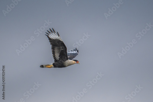 Crested Caracara in flight
