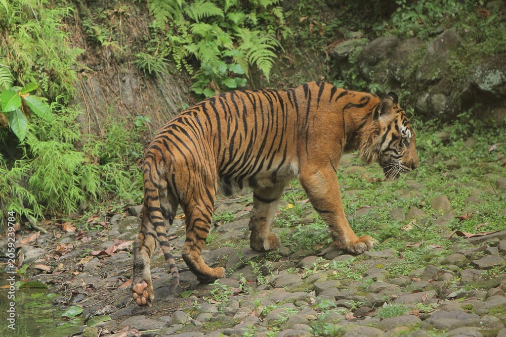 Fototapeta premium A sumatran tiger is seen roaming in the rocky bushes during the day