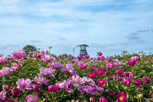 Photos 初夏を彩るピンクの芍薬の風景