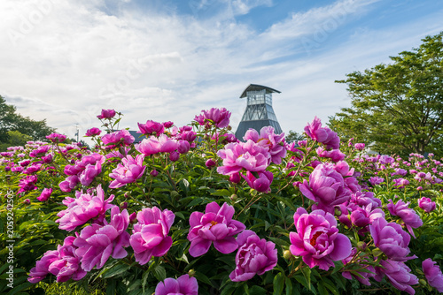 Photos 初夏を彩るピンクの芍薬の風景