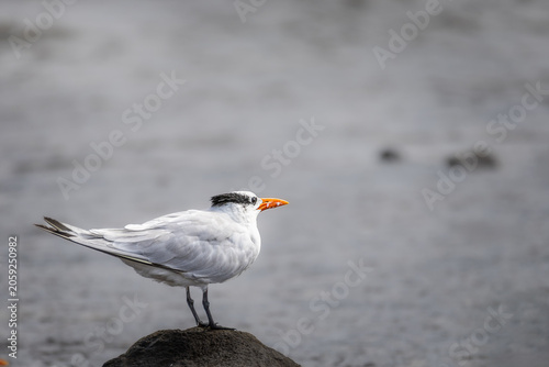 Fotografie Royal tern perched on a rock in Costa Rica, close-up profile portrait of wild Thalasseus maximus shorebird with blurred background
