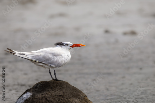 Obraz na płótnie Royal tern perched on a rock in Costa Rica, close-up profile portrait of wild Thalasseus maximus shorebird with blurred background