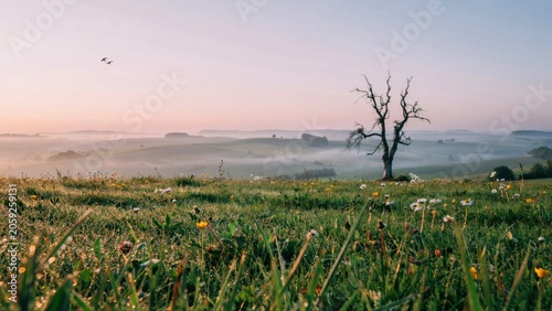Dry dead tree stands prominently in the middle of a grassy meadow covered with morning mist and wildflowers.